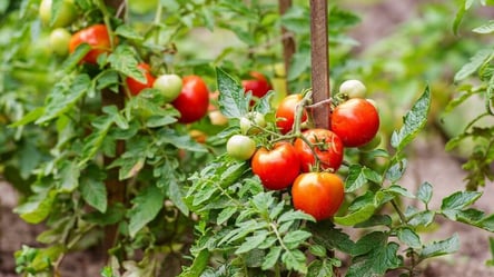 Худшие помидоры для огорода — три сорта, разочарующих любого - 285x160