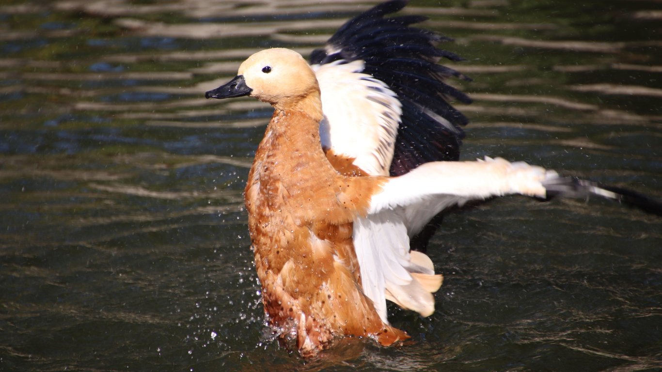 Рідкісний огар під час купання.