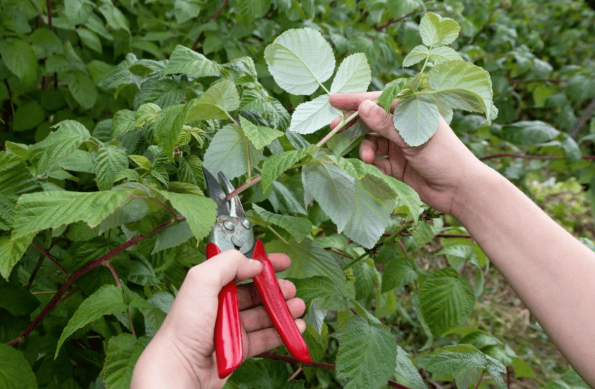 Обрезка малины