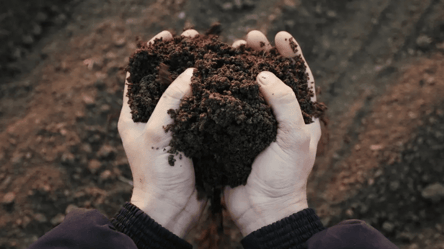 Эта смесь спасет грядки от морозов — огородники раскрыли секрет - 285x160