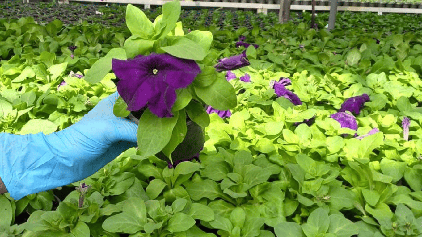 В Одесі озеленювачі готуються до висадки літніх квітів у місцях відпочинку містян - фото 3