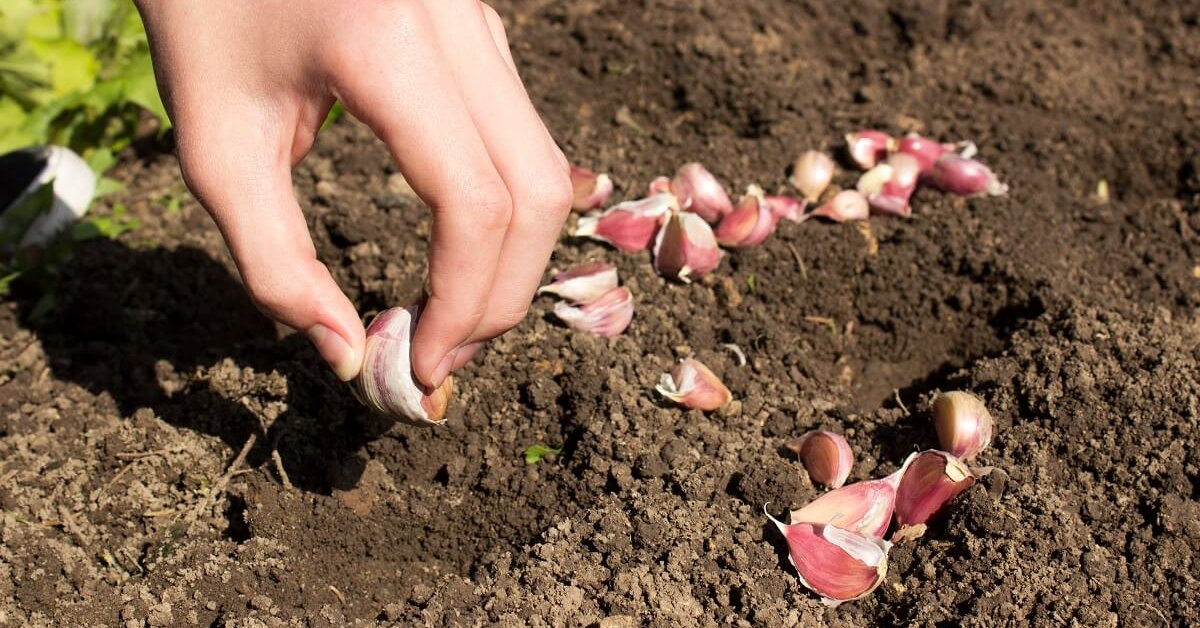 Коли не можна садити ярий часник