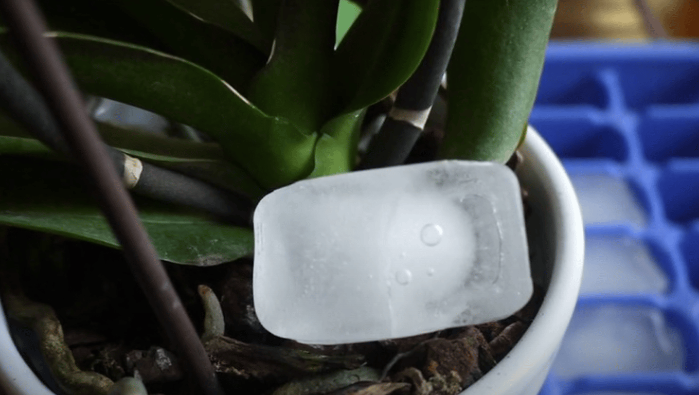 Кубик льда в горшке с орхидеей