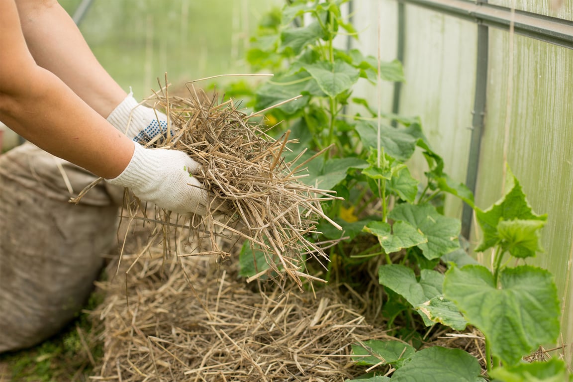 Мульчирование огурцов