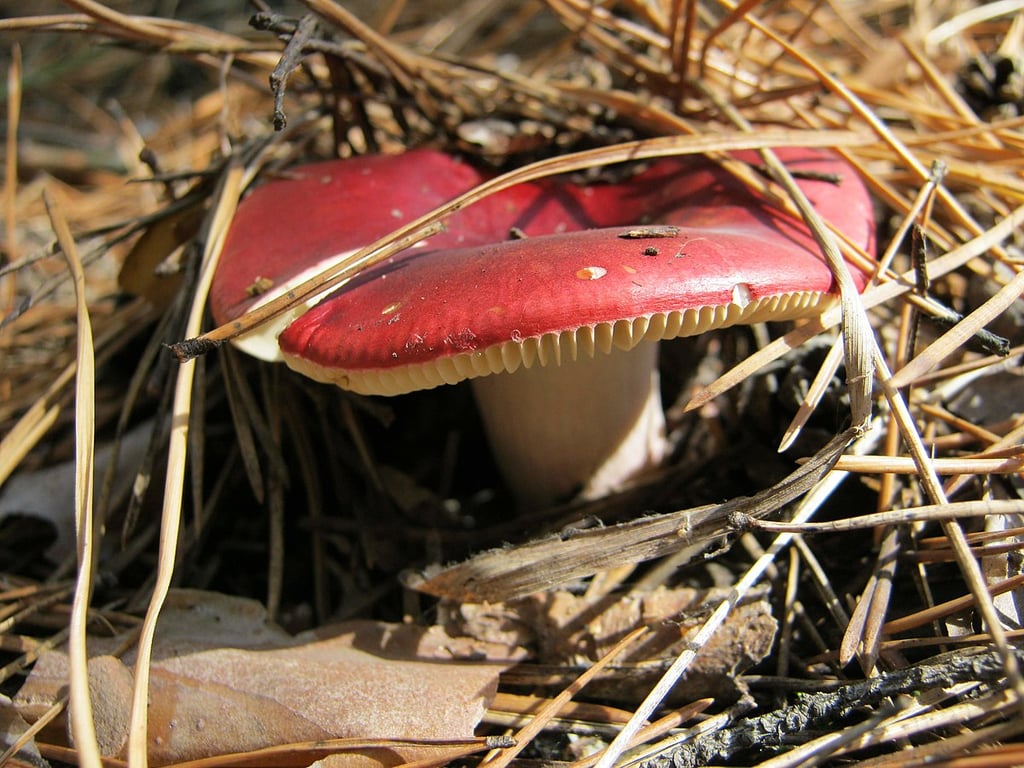 Які гриби збирають у серпні — сироїжки