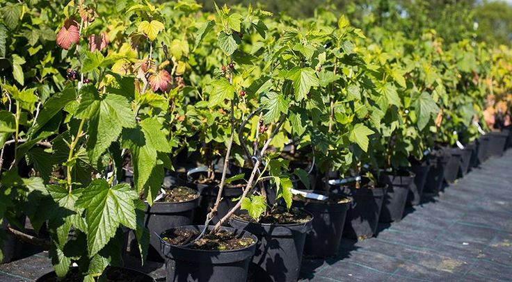 Як підготувати живці смородини взимку