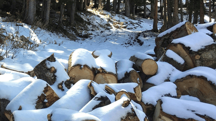 Дрова из леса — можно ли рубить поваленные стихией деревья в 2026 - 285x160