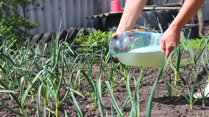 Полив чеснока