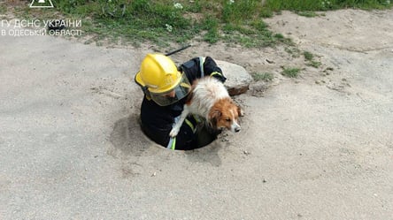 Ще одне врятоване життя: одеські рятувальники допомогли собаці - 285x160