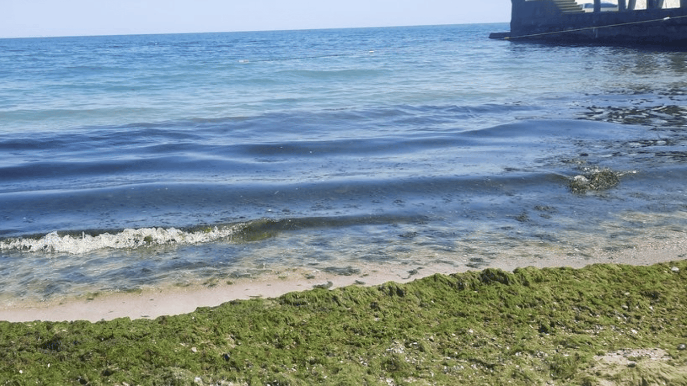 Водорослі на одному з пляжів Одеси. Фото: Державна екологічна інспекція Південно-західного округу