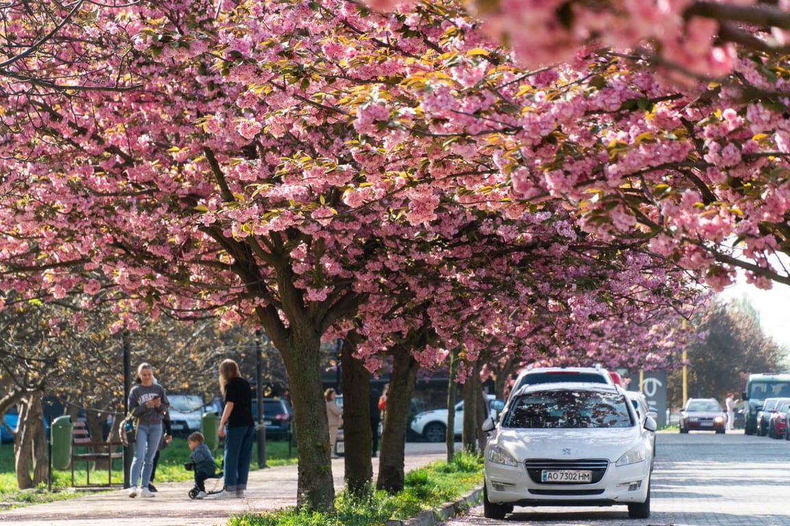 В Ужгороді щосили квітнуть сакури — яскраві фото - фото 3