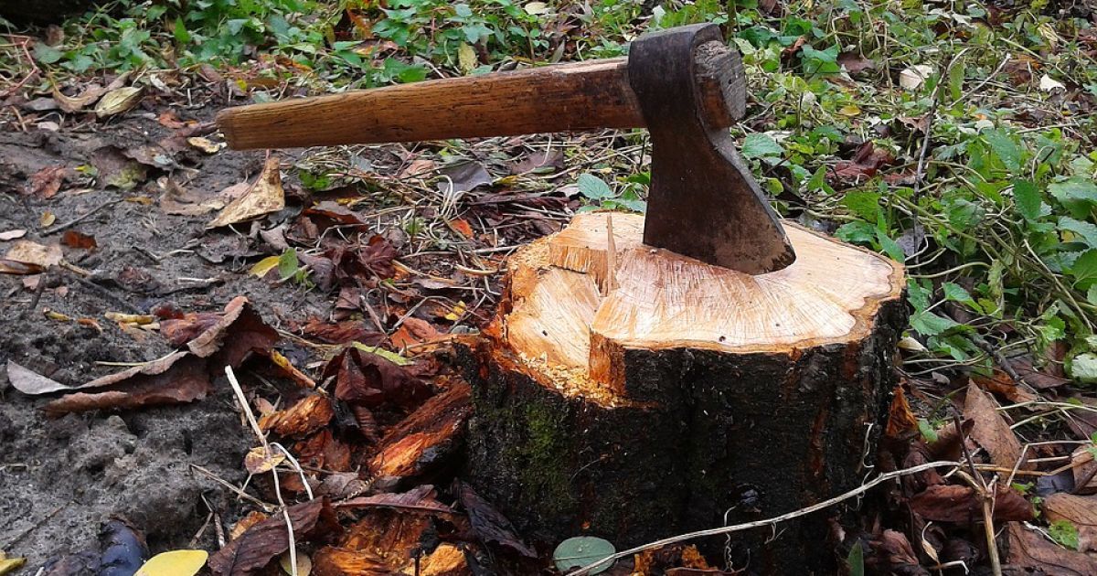 Пенек с топором в лесу