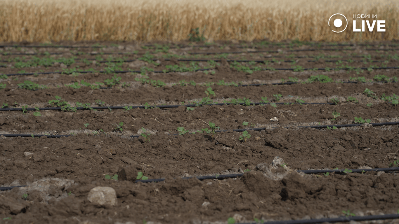 Бавовник на крапельному поливі