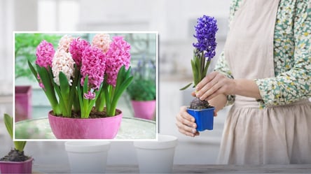 Гіацинти на 8 березня — як продовжити життя квітів після свята - 285x160