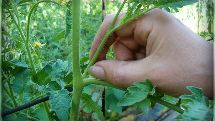 Листья помидоров