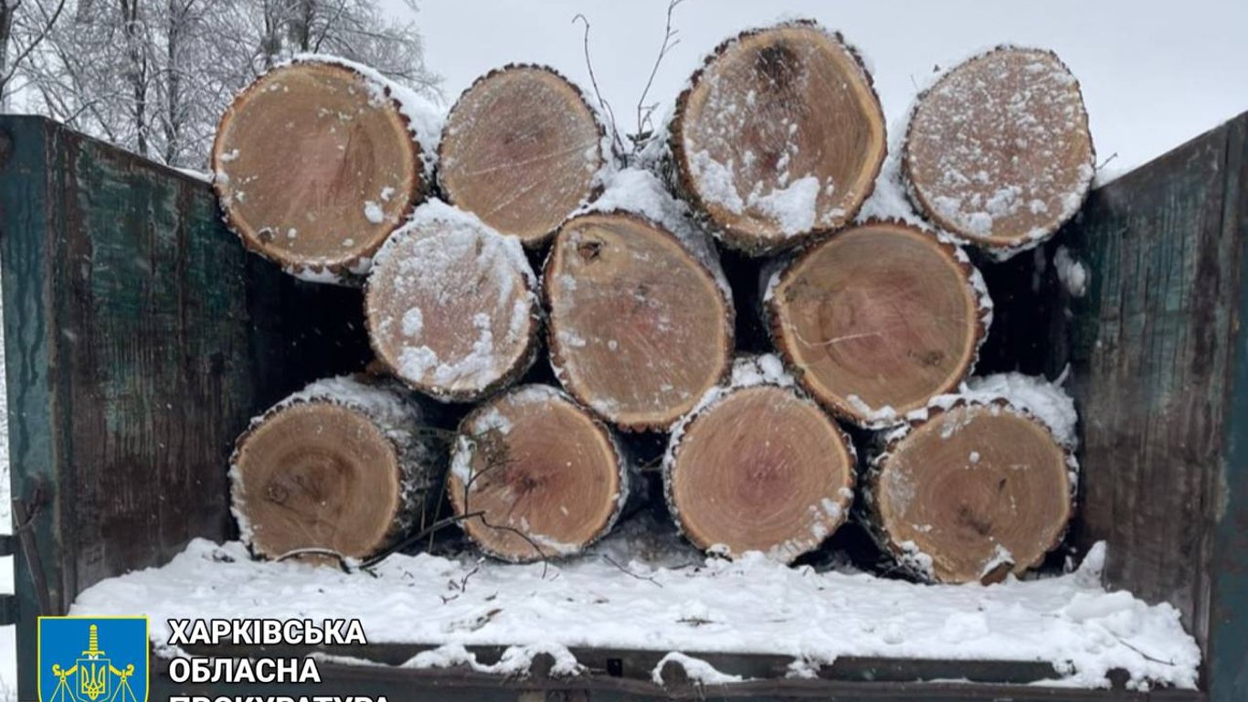 В Харьковской области раскрыли черных лесорубов, нарубивших деревьев на миллион гривен