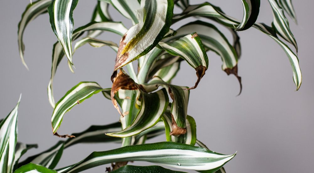 Засохшее растение