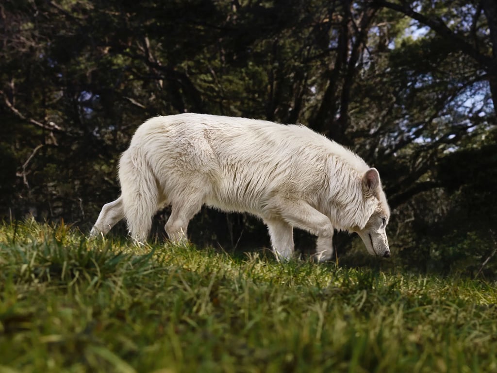 Виведені вченими вовки