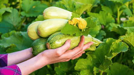 Найкращий сорт кабачків — урожайний, смачний і невибагливий - 285x160