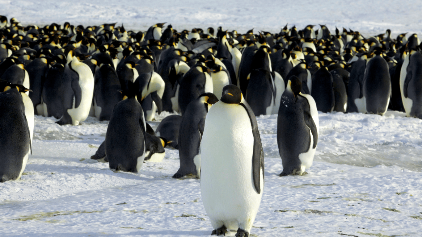 РФ перешкоджає створенню заповідника в Антарктиці