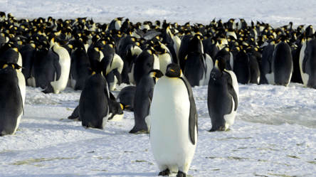 РФ перешкоджає створенню заповідника в Антарктиці - 285x160
