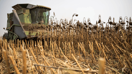 Ціни на зерно в Україні — скільки коштує соняшник у березні - 285x160