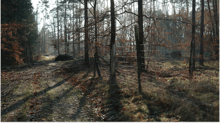 Сухостой возле забора — можно ли рубить на дрова без разрешения - 285x160