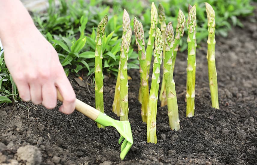 Уход за спаржей