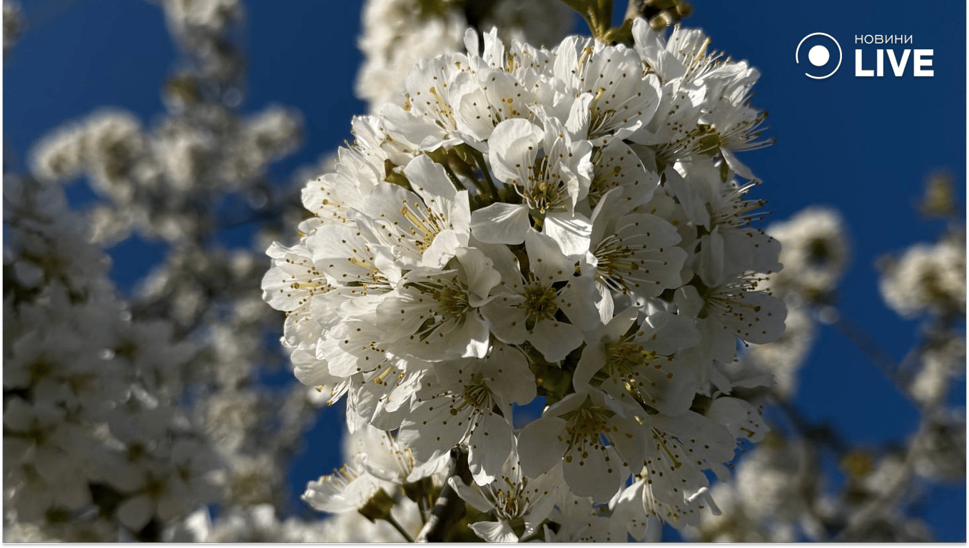 Урожай-2026 на Одещині: перші прогнози після холодної зими - фото 3