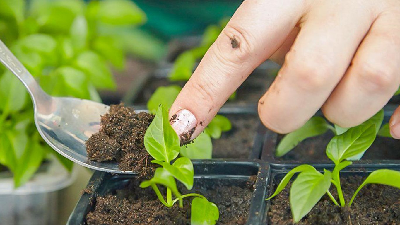 Когда и как сеять перец на рассаду весной — советы для дачников