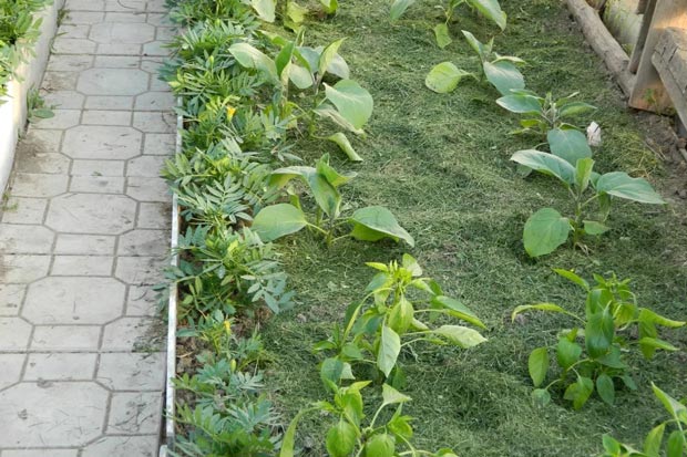 Мульчирование травой