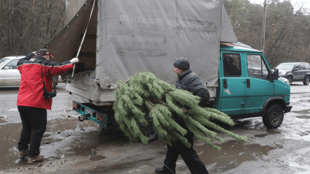 В Украине повысили штрафы за елки — суммы в 2025 году - 290x160