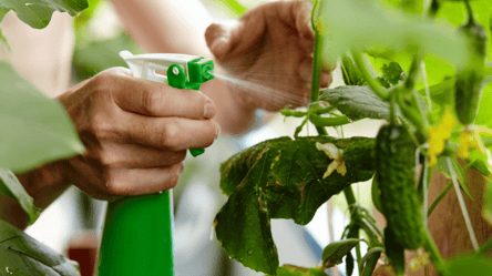 Как защитить огурцы от вредителей и улучшить урожай - 285x160