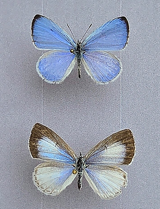 У США назвали новий вид метелика на честь Ірини Заруцької