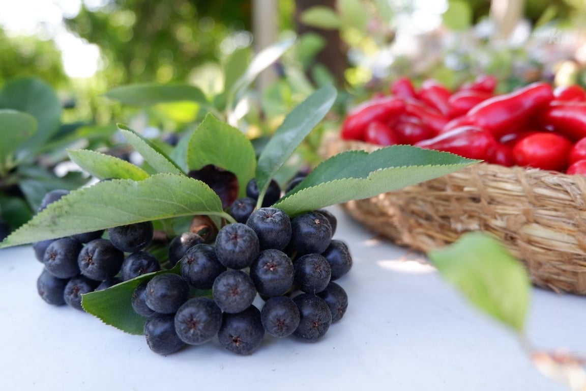 Які вітаміни та корисні речовини містить аронія