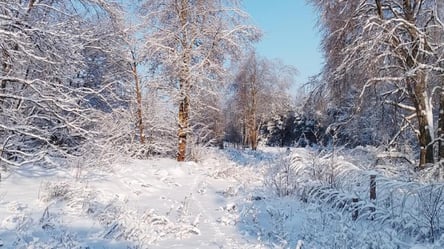 Не боится радиации — в Чернобыле заметили опасного хищника - 290x166