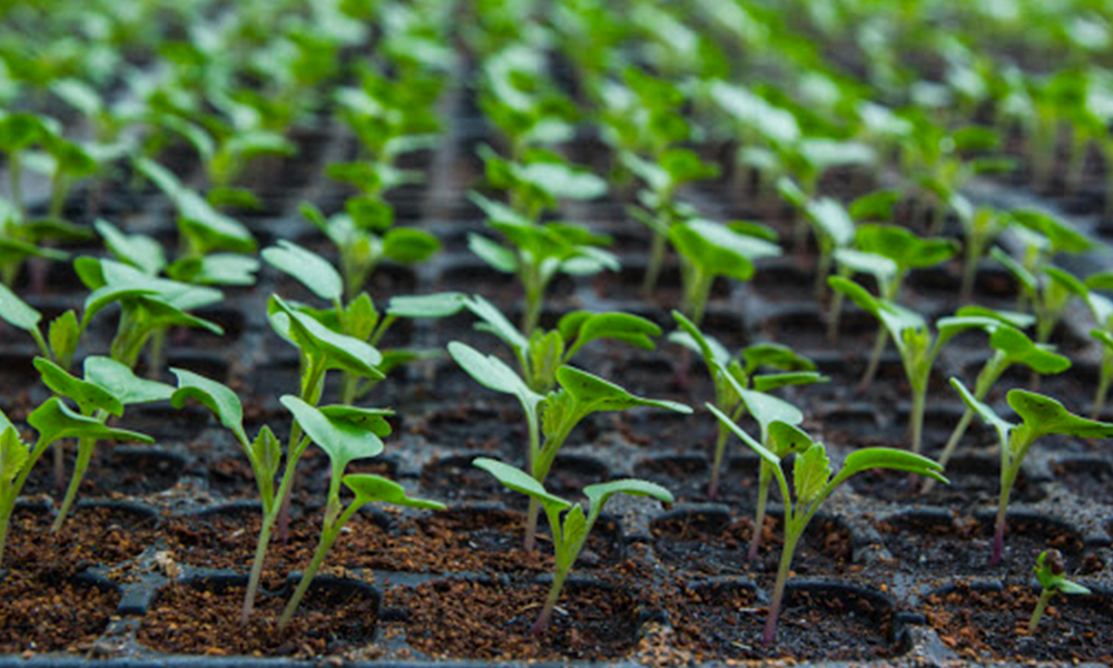 Рассада капусты