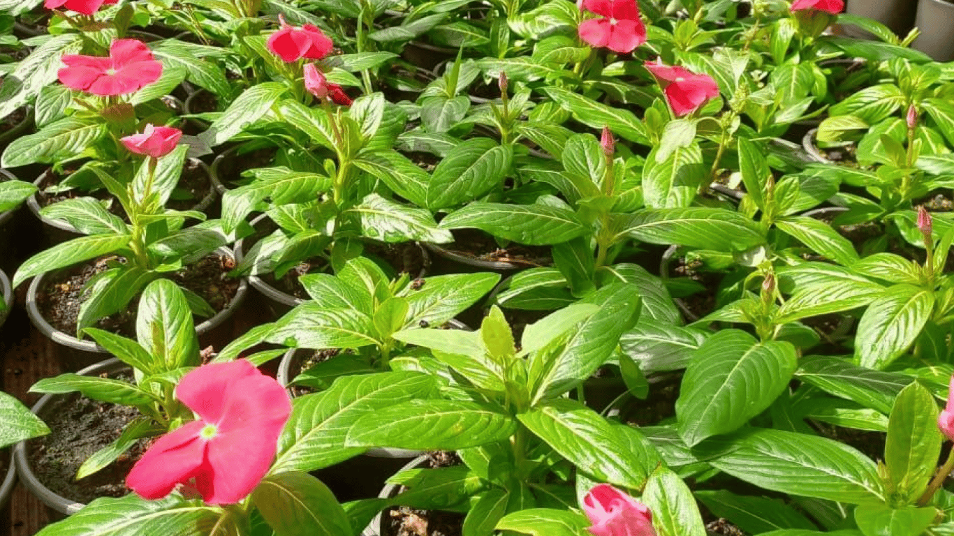 В Одесі озеленювачі готуються до висадки літніх квітів у місцях відпочинку містян - фото 1