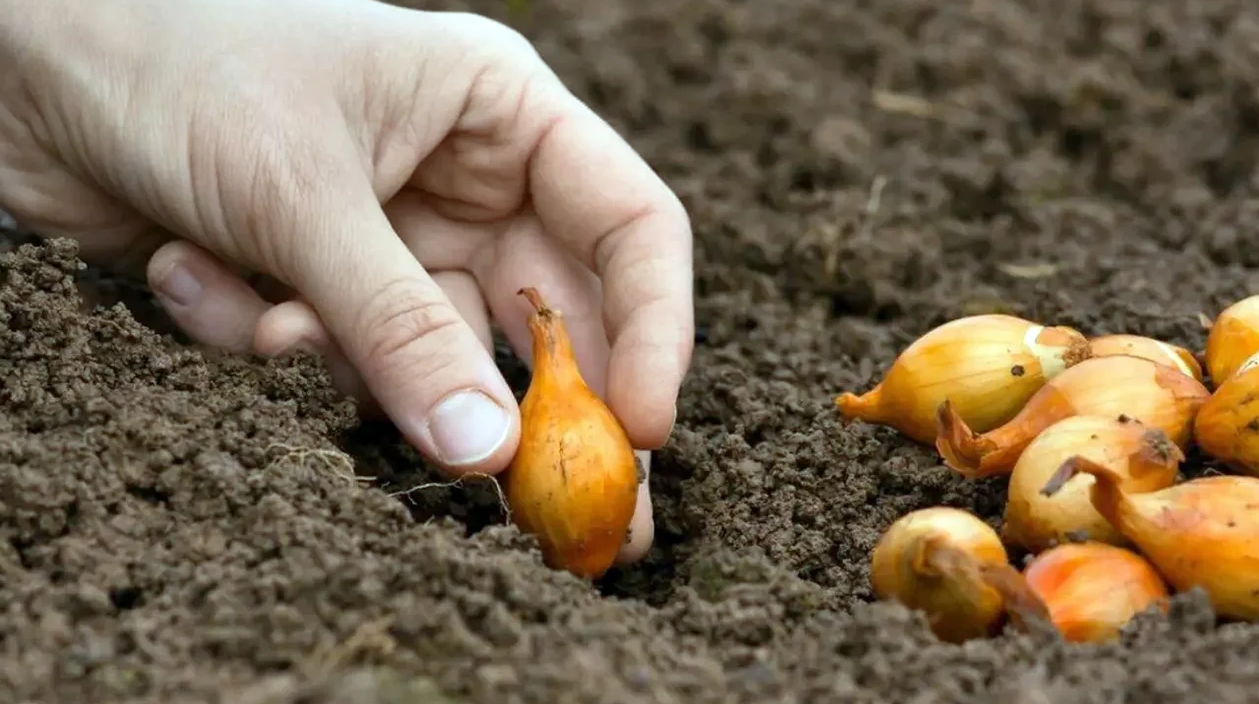 Огородник садить цибулю.