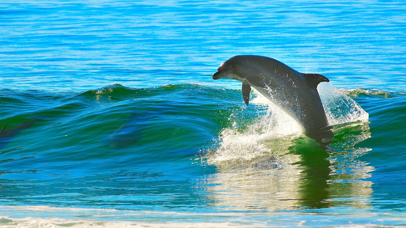 В Черном море умирают тысячи дельфинов