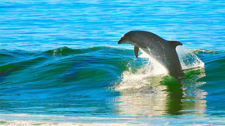 Дельфіни вимушені зимувати біля Тузлівських лиманів: чим це загрожує популяції ссавців - 285x160