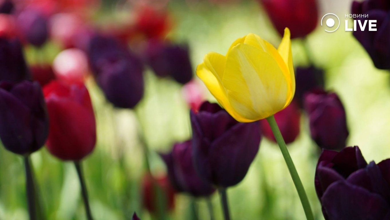 Весняна Одеси