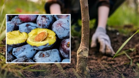 Цей сорт сливи дарує медовий врожай: що посадити в саду - 285x160