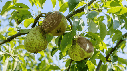 Гниль захоплює груші — один прийом рятує врожай - 285x160