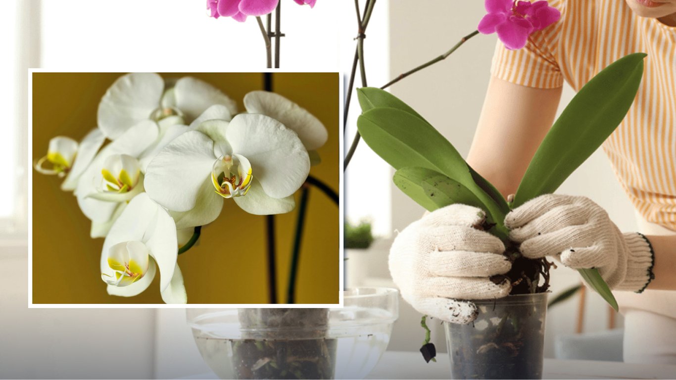 Что сделать с орхидеями в апреле 2026: простые советы для пышного цветения