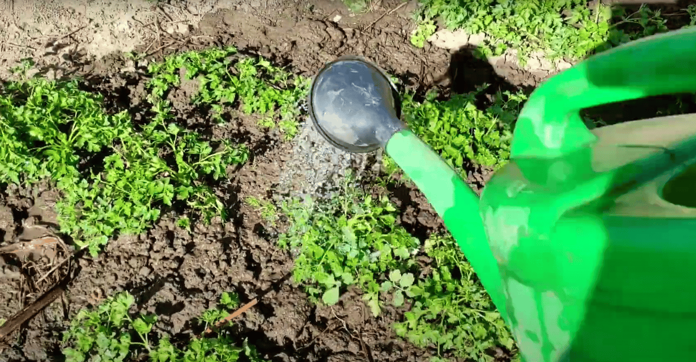Полив петрушки