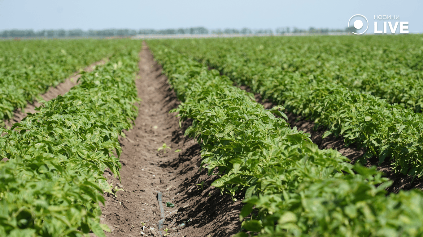 Саджанці картоплі у полі. 