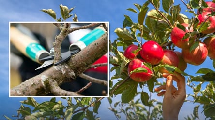 Як обрізати дерева навесні — три правила для щедрого врожаю - 285x160
