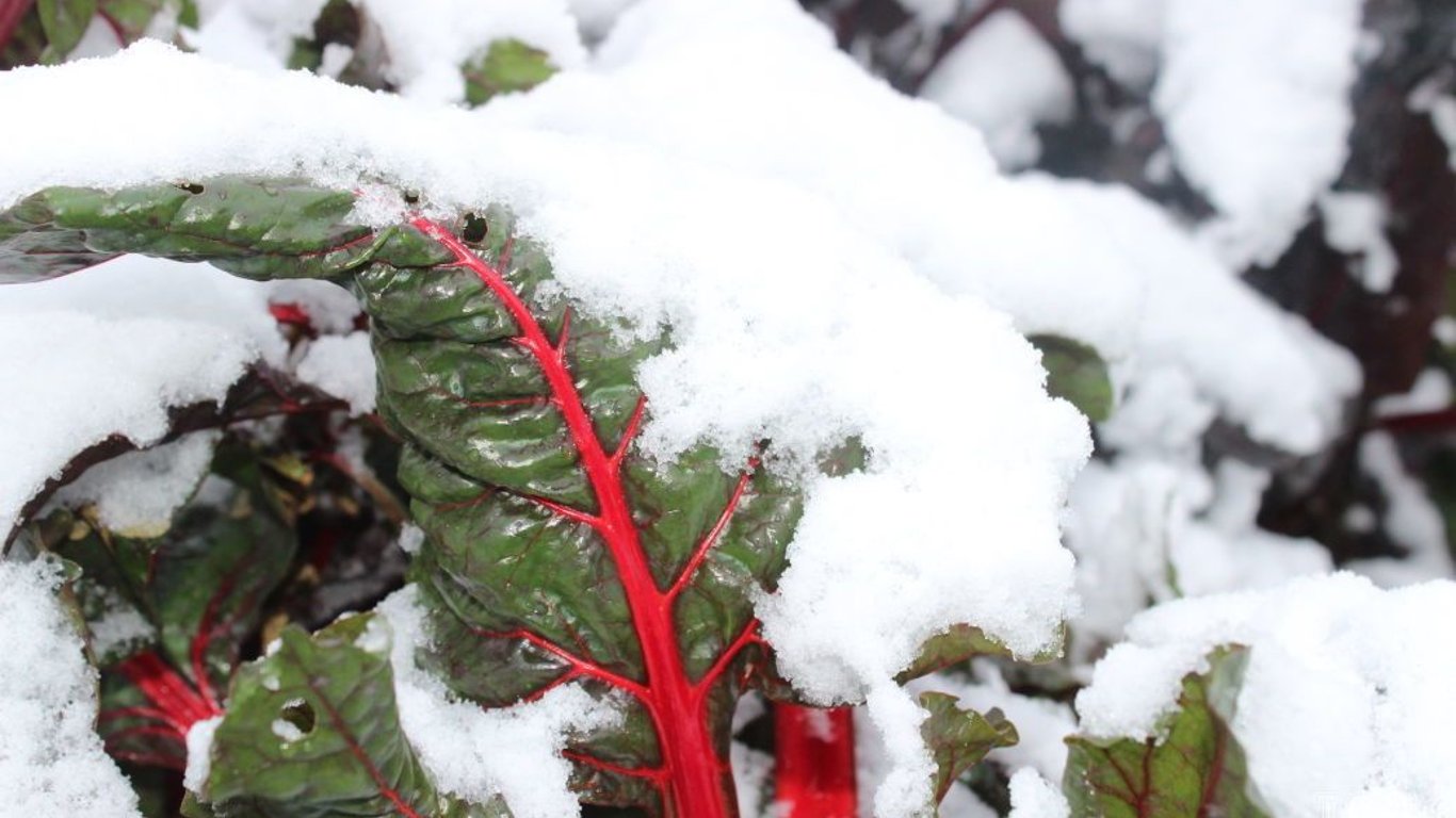 Что садить зимой – какие овощи переживут холод
