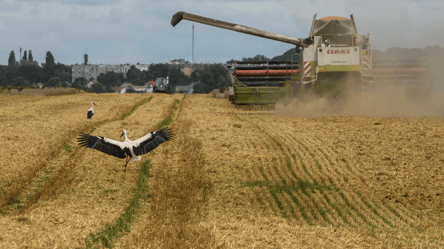 Ціни на зерно в Україні — скільки коштує пшениця у березні - 285x160